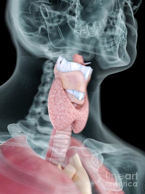 Drab Throat Anatomy Free Photos