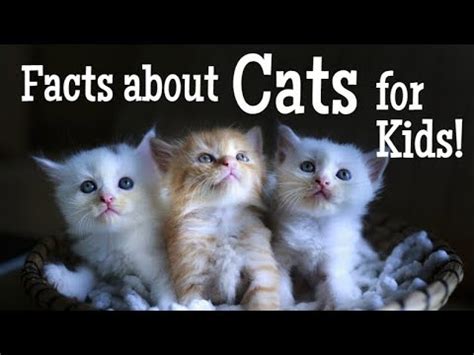 How many sounds does a cat make? Facts about Cats for Kids | Classroom Learning Video - YouTube