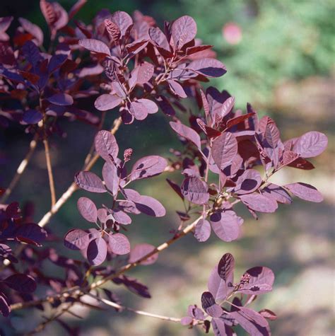 9 Ornamental Trees And Shrubs With Purple Leaves