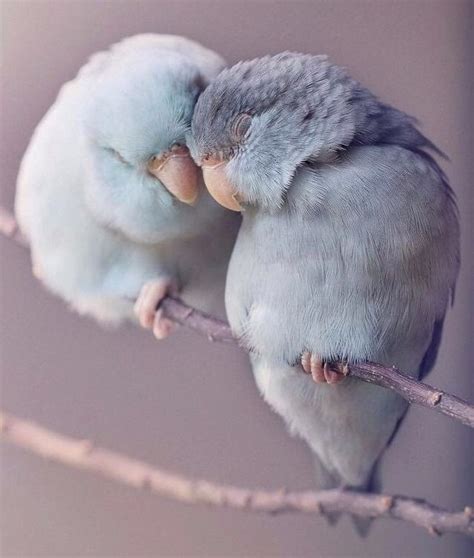 Pin By Yulia Miyaka On Inspiration Cute Animals Beautiful Birds Pet
