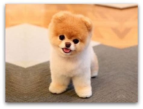 10 Cutest Dog Breeds