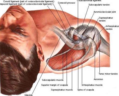 Superior View Of The Shoulder Shoulder Anatomy Muscle Anatomy Anatomy