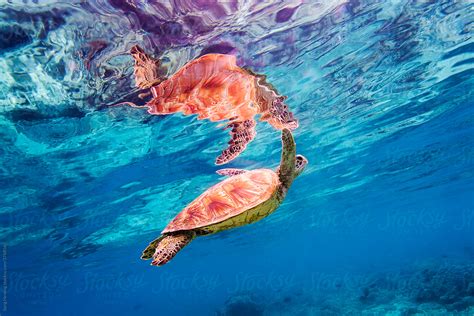 Sea Turtle With Reflection By Stocksy Contributor Song Heming Stocksy