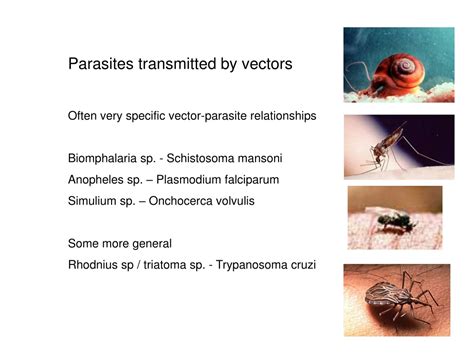 Ppt Parasites Transmitted By Vectors Often Very Specific Vector Parasite Relationships