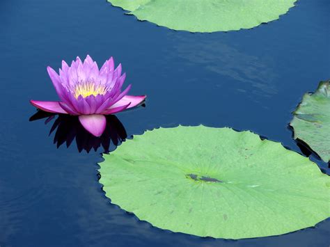 Purple Water Lily By Fugu 5 On Deviantart