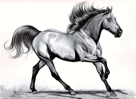 Contrary to popular belief, horses do not have 'backward knees'. WILD MUSTANG - Simplicity Of Loping by Cheryl Poland | Animal drawings sketches, Horse sketch ...