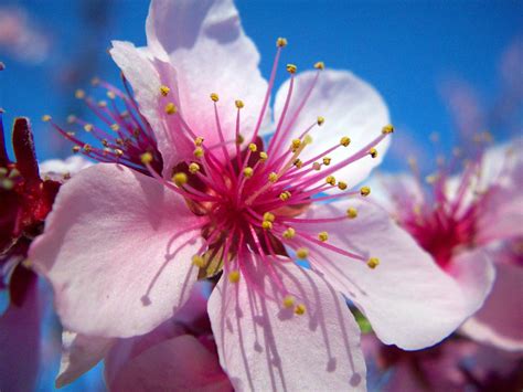 Sakura Tree I Believe By Justnidea On Deviantart