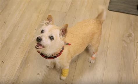 Sick Shelter Dog Is Given The Best Day Ever Watch Good