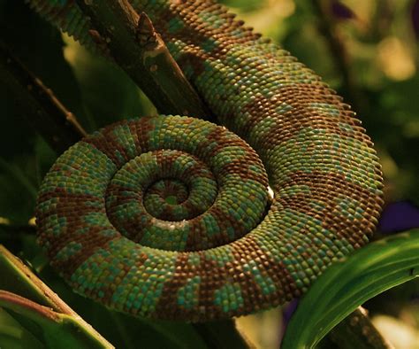 Chameleon Tail Flickr Photo Sharing