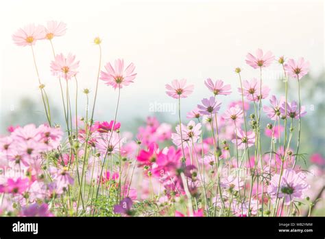Cosmos Flowers In Nature Sweet Background Blurry Flower Background