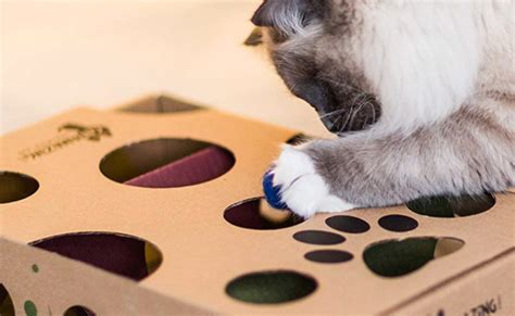 The Best Interactive Cat Toys In 2022 My Pet Needs That