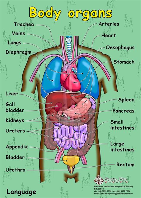 Pin By Granny Roses On Human Body Anatomy Diagram Pinterest