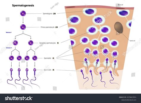 Spermatogenesis Male Reproductive System Cell Division Stock Vector