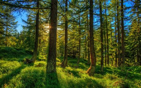Download Wallpapers Switzerland Forest Fir Tree Sun Summer Hdr For