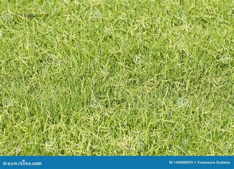 Detail Of A Beautiful Green Mowed Lawn Stock Image Image Of Natural