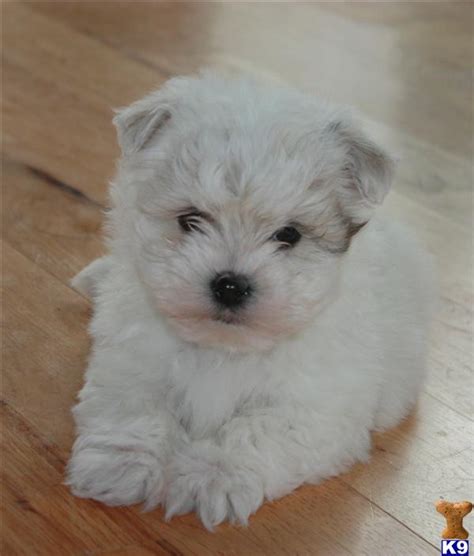 Coton De Tulear Puppy For Sale Spoiled Cotons 13 Years Old