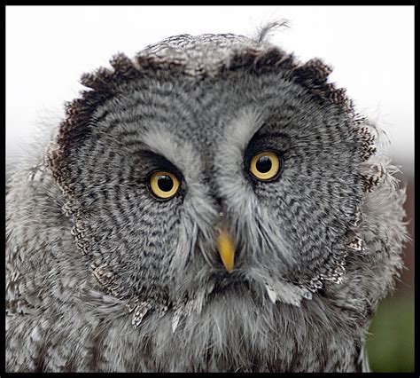Incredible Examples Of Owls Photography Best Photography Art