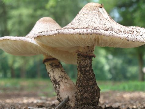 Mushrooms And Toadstools By Chris Sirch Aultman On Deviantart