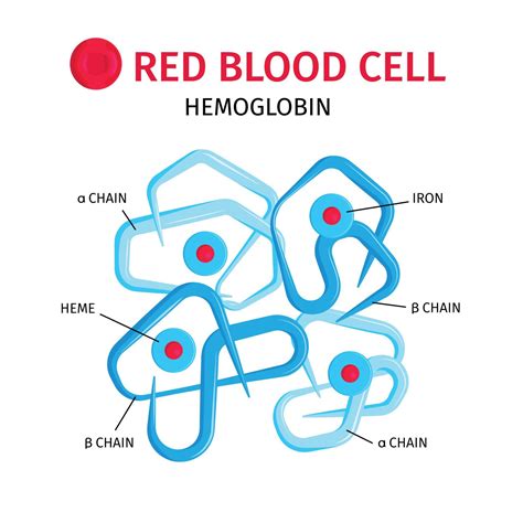 Blood Cells Hemoglobin Infographics 4441834 Vector Art At Vecteezy