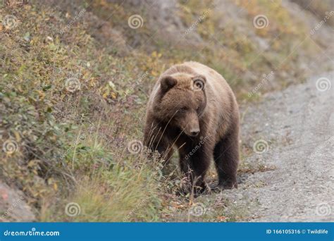 Grizzly Bear In Fall In Denali National Park Stock Photo Image Of