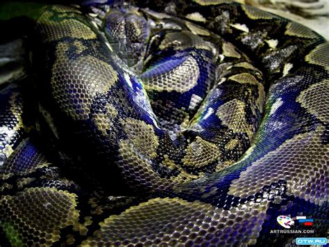 Burmese Python Wallpapers Wallpaper Cave