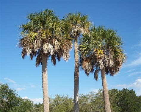 Three Palm Trees Are Standing In The Grass