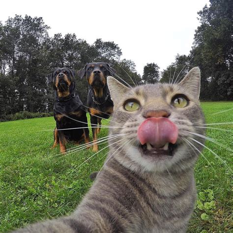 Manny Es Un Gato Que Ama Tomarse Divertidas Selfies