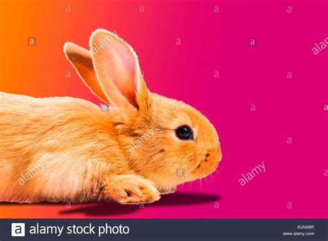 Cute Fluffy Grey Bunny Rabbit Hi Res Stock Photography And Images Alamy