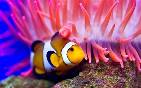 Protect Floridas Coral Reefs Nautals Blog
