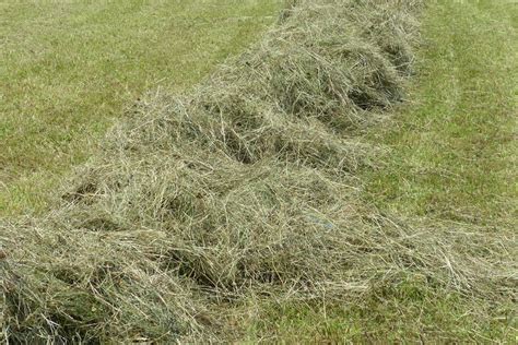 Dethatching A Lawn What Does This Mean Greeniq Co