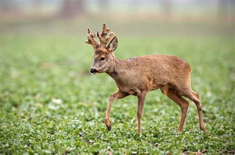 Roe Deer Cervus Capreolus By Josh Rafin Wild Deer And Hunting Adventures