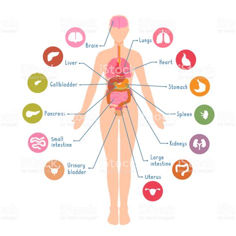 Lista 91 Imagen Esquema De Los órganos Del Cuerpo Humano Alta Definición Completa 2k 4k