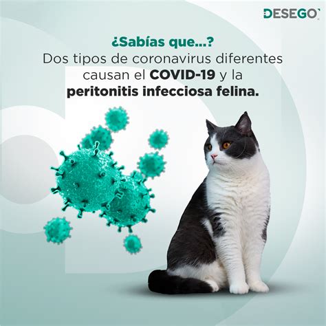 Coronavirus Felino Fcov Fip Desego