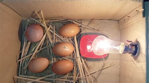 Diy Homemade Incubator How To Make An Egg Incubator Hatching Chicken Eggs Youtube