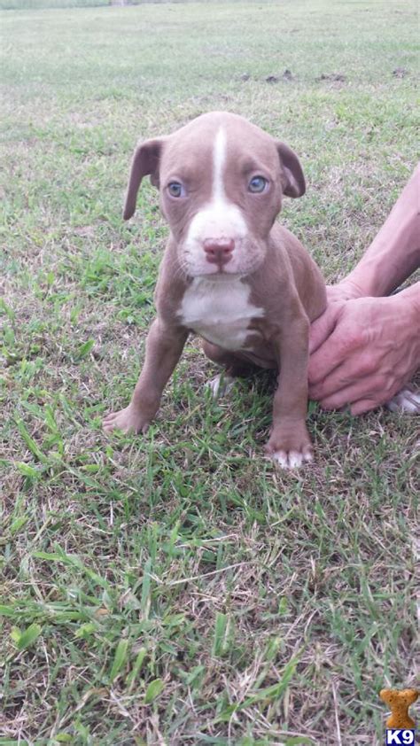We offer a health guarantee and purchase agreement with each pup, shipping world. bully pitbull puppies for sale in nc - DriverLayer Search ...