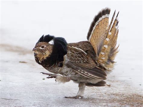Ruffed Grouse Facts Habitat Lifespan Diet And Pictures