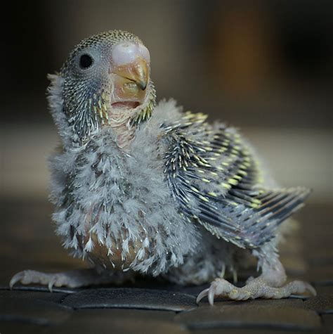 Baby Budgerigars Budgie First Feathersnothing Cuter Than Baby