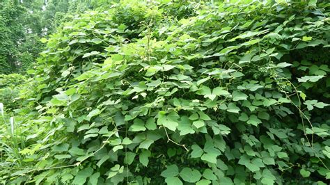 Musings Of A Biologist And Dog Lover Invasive Species Kudzu