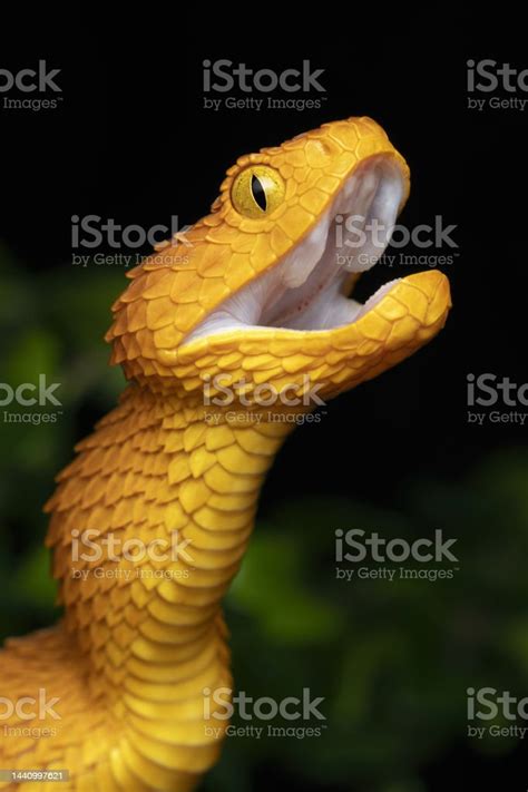 Closeup Of A Venomous African Bush Viper Snake Stock Photo Download