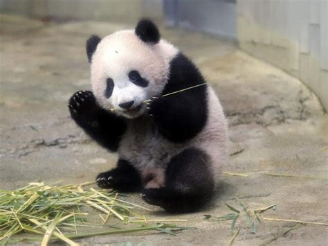 This Pandas First Public Appearance Was Just Delightful Guernsey Press