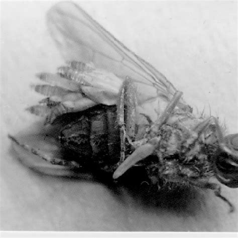 Pdf First Report Of Haematobia Irritans L Diptera Muscidae As