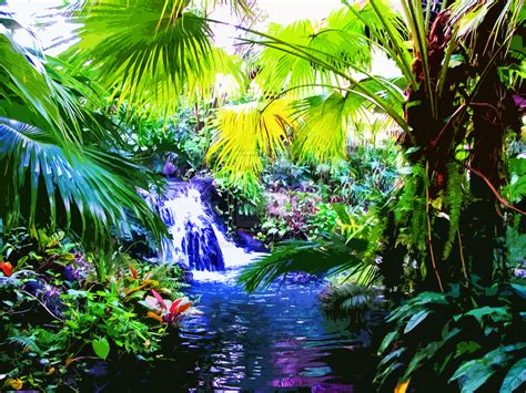Free Download Rainbow Tropical Rainforest Waterfalls High Re