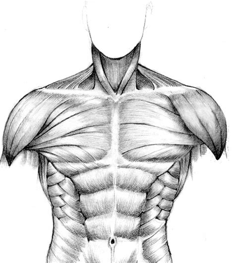 Torso muscles anatomy poster muscular system watercolor print medical art back muscles chest abdomen muscles surgeon gift physical therapist. Muscular System Sketch at PaintingValley.com | Explore ...
