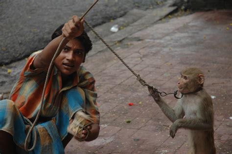 India Monkey Boy By Clandestine K On Deviantart
