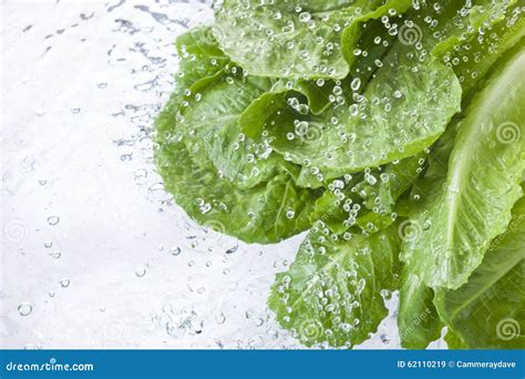 Washing Lettuce Leafy Water Spray Drops Stock Image Image Of Romaine