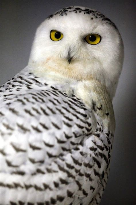White Owl White Bird Cute Wild Animals Cute Funny Animals Owl