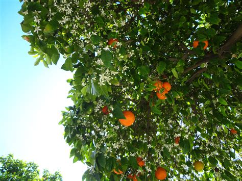 Orange Trees In Cyprus They Make Fruits And Flowers At The Same Time