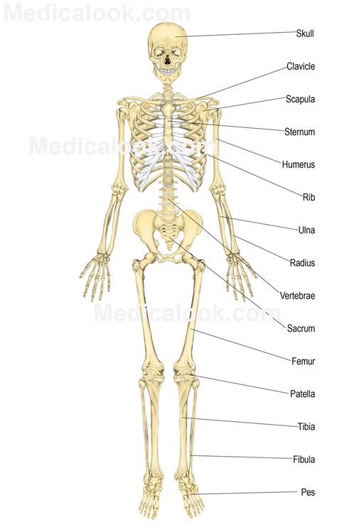 Without our bones, we would be more like a slug, just a 'bag of blood, fluids, and skin'. Skeletal System - human anatomy