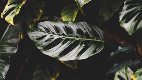 Download Wallpaper 1920x1080 Leaves Plant Dark Glossy Tropical