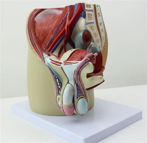 See more ideas about anatomy, anatomy drawing, man anatomy. Male sagittal anatomy model male genital anatomy Includes 27 indicators -in Medical Science from ...